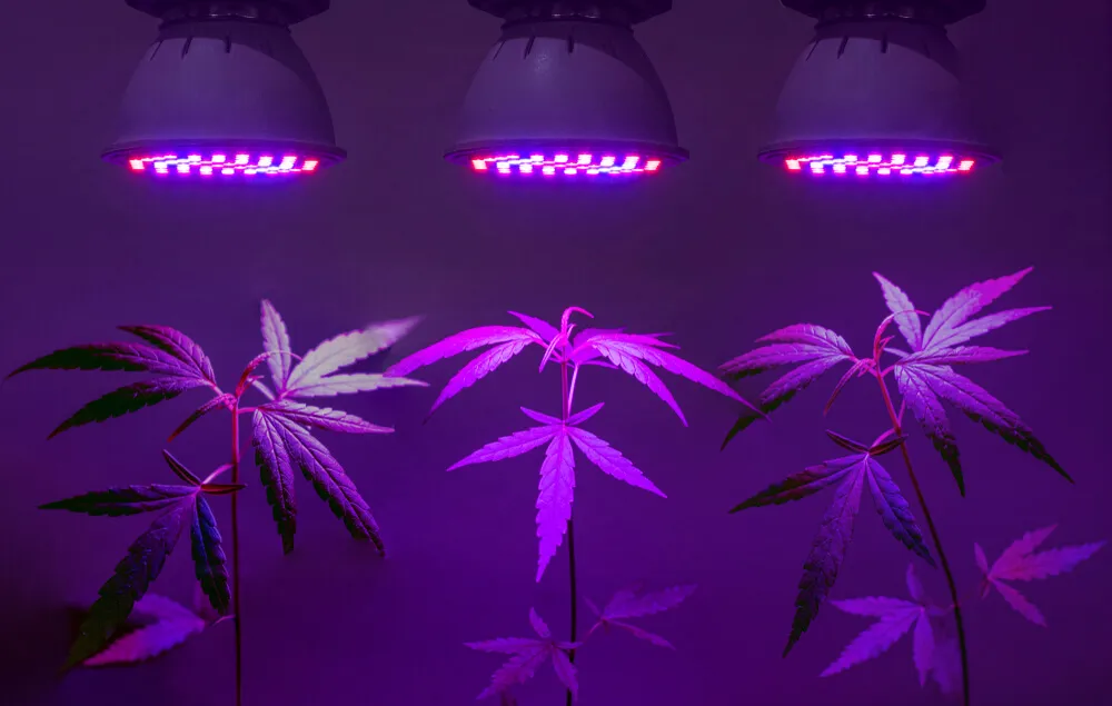 The different types of cannabis grow lights