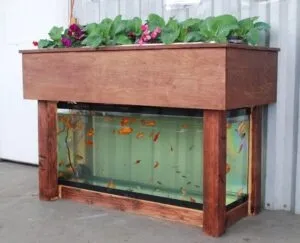 Indoor Aquaponics System