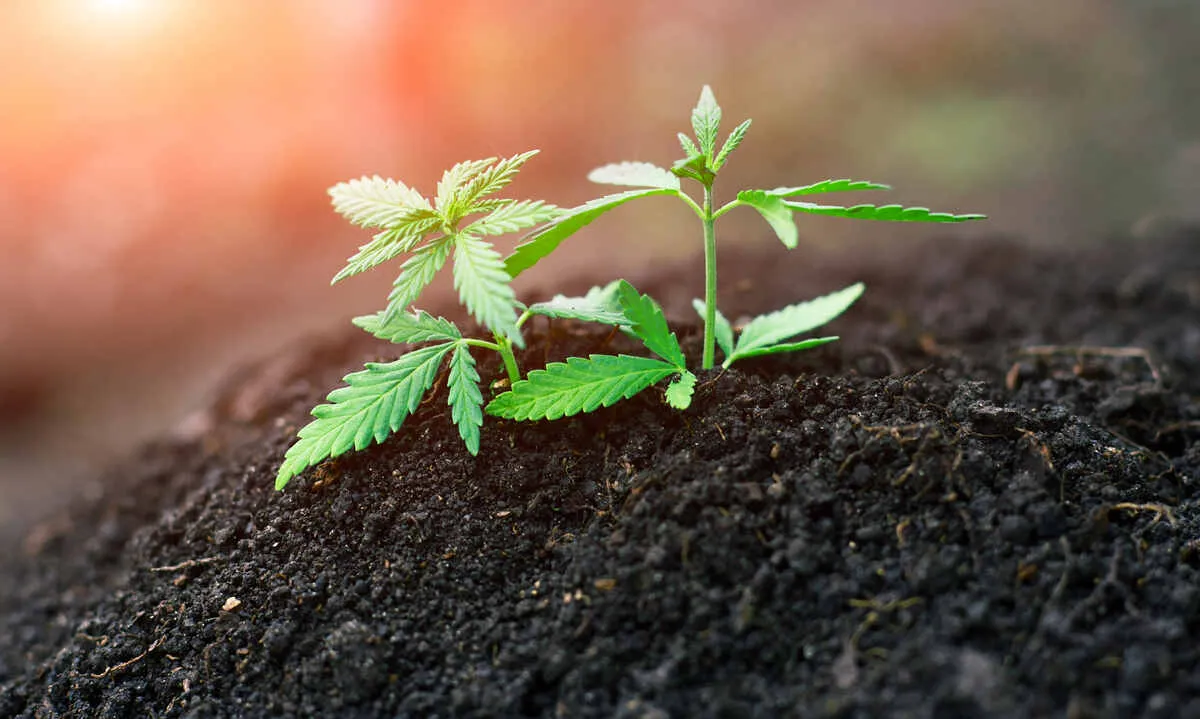 Small cannabis plant in soil