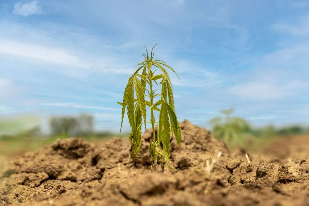 Dry underwatered cannabis plant with drying leaves