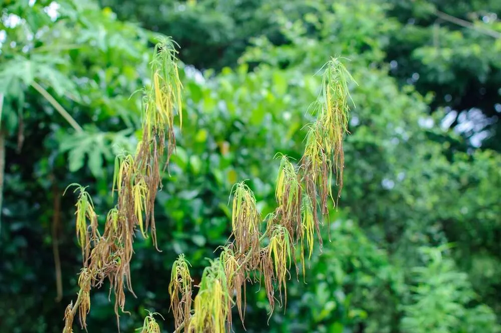 cannabis plant growing outdoors showing signs of wind burn on its leaves