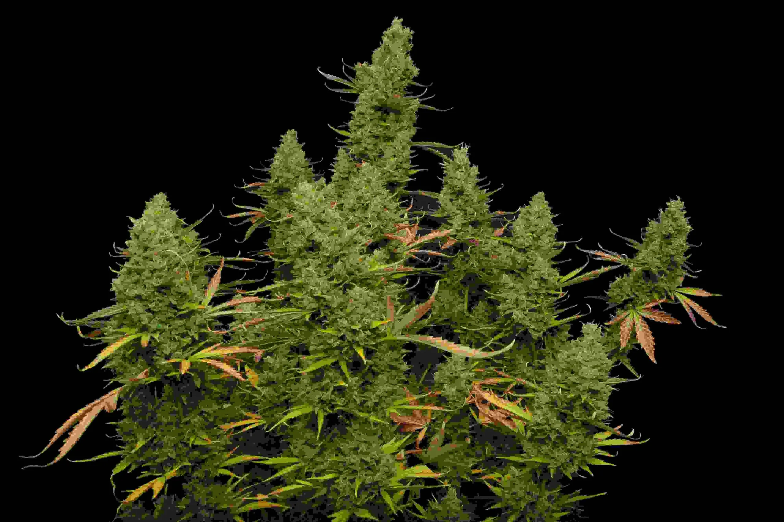 How much can an autoflower yield?