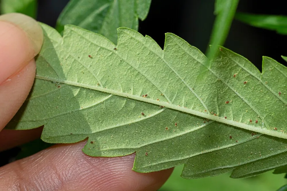 cannabis pests on an outdoor autoflower grow