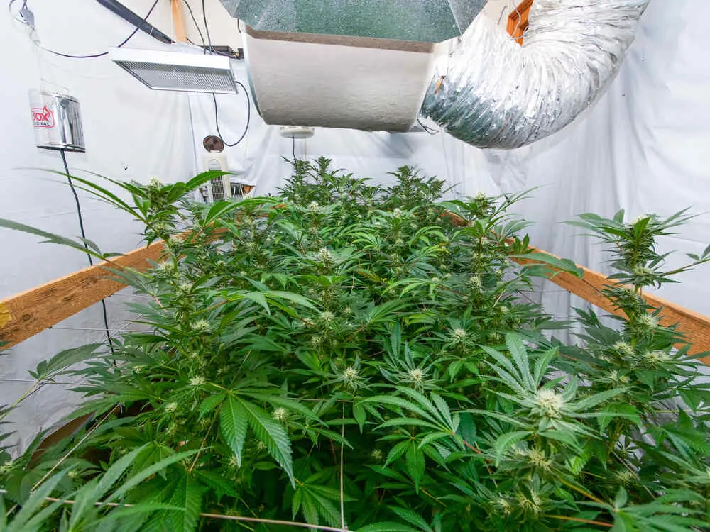 How to build your own cannabis grow room