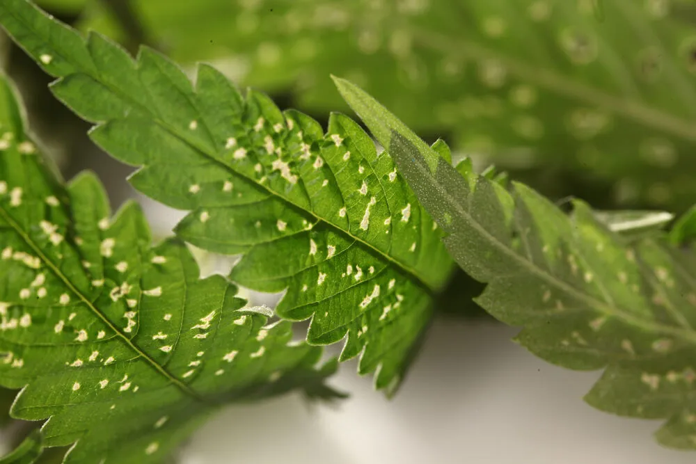 cannabis leaf with spider mites causing the leaf to curl