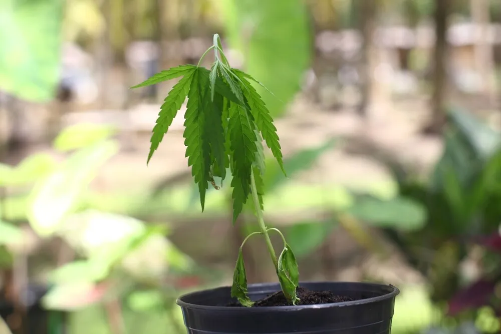 cannabis leaves drooping from overwatering