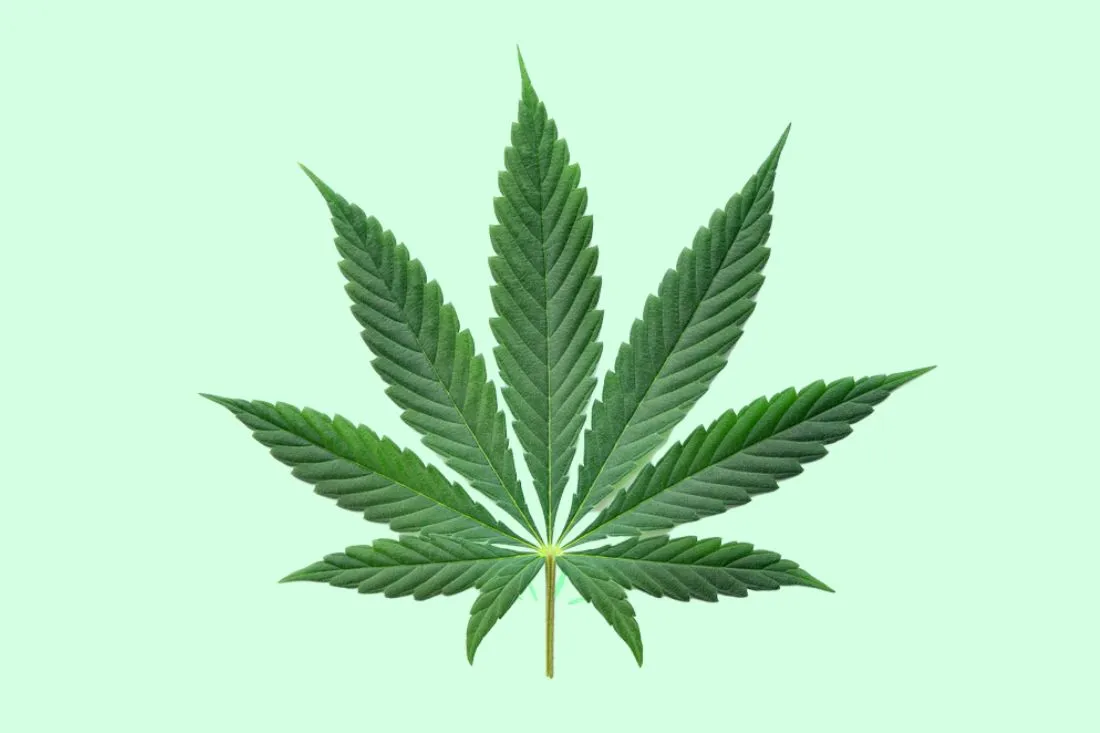 hybrid cannabis leaf