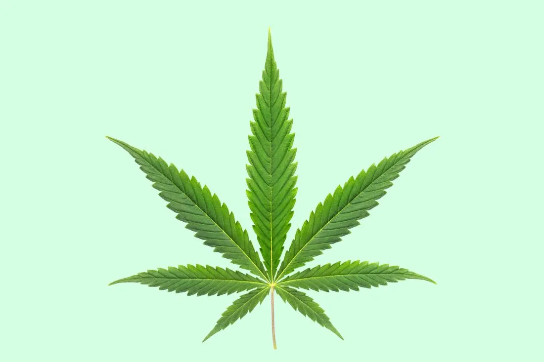 sativa cannabis leaf