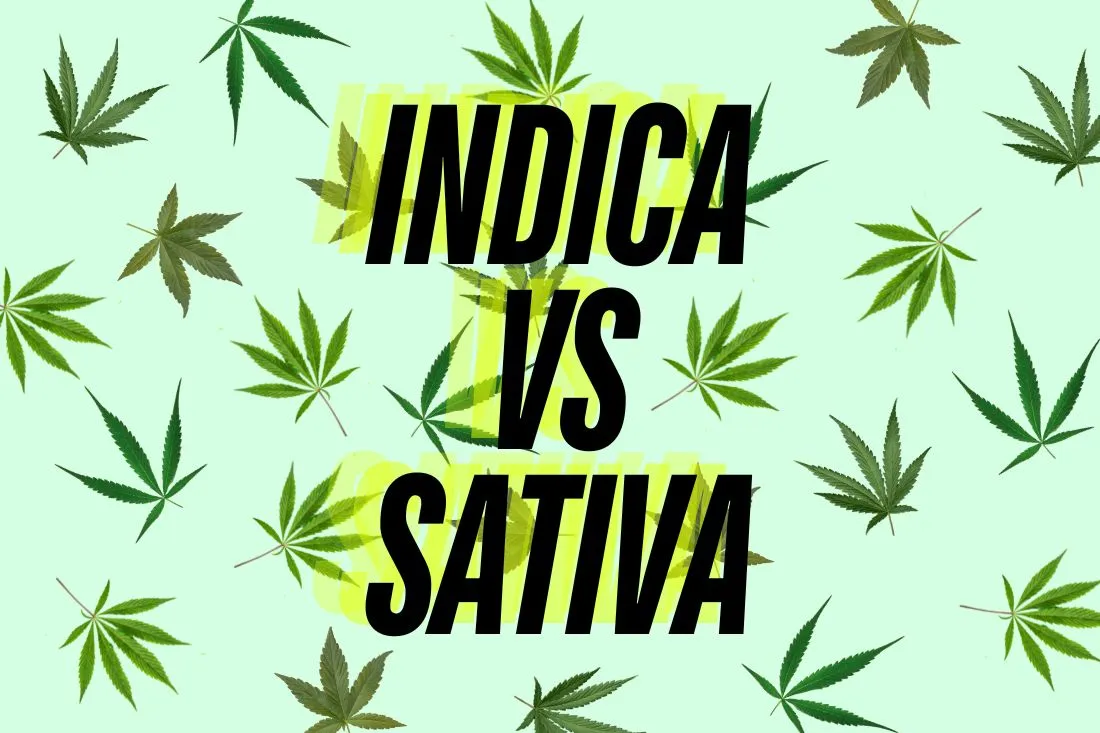 Sativa vs. Indica, Hybrid and Ruderalis: What is the difference between the types of cannabis?