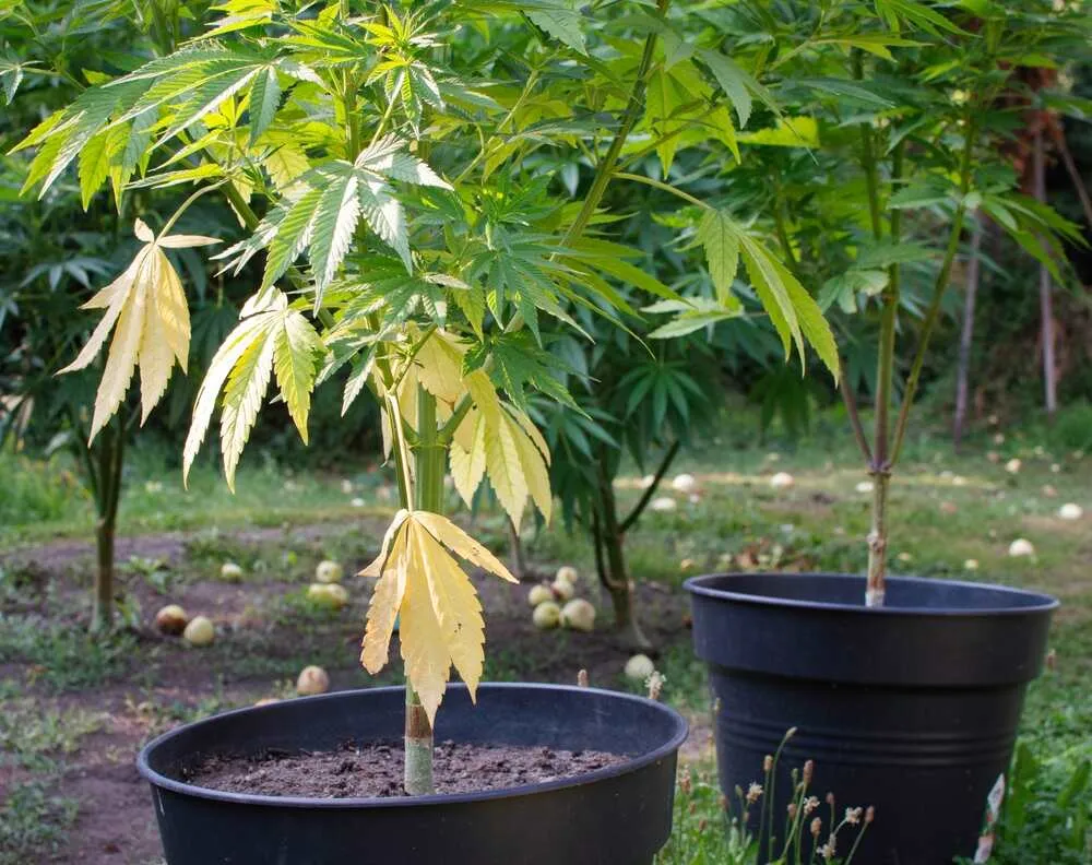 underwatered cannabis plant with yellow leaves