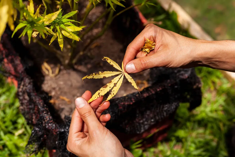 cannabis leaves with fungal infection and brown patches