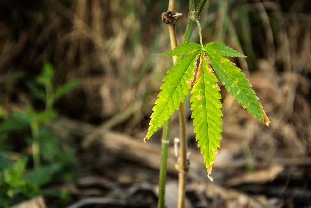 Why are the leaves of my cannabis plant drooping 