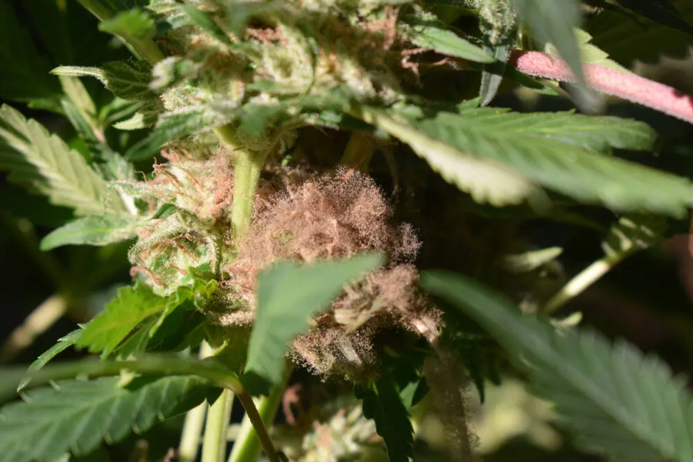 brown bud rot on cannabis