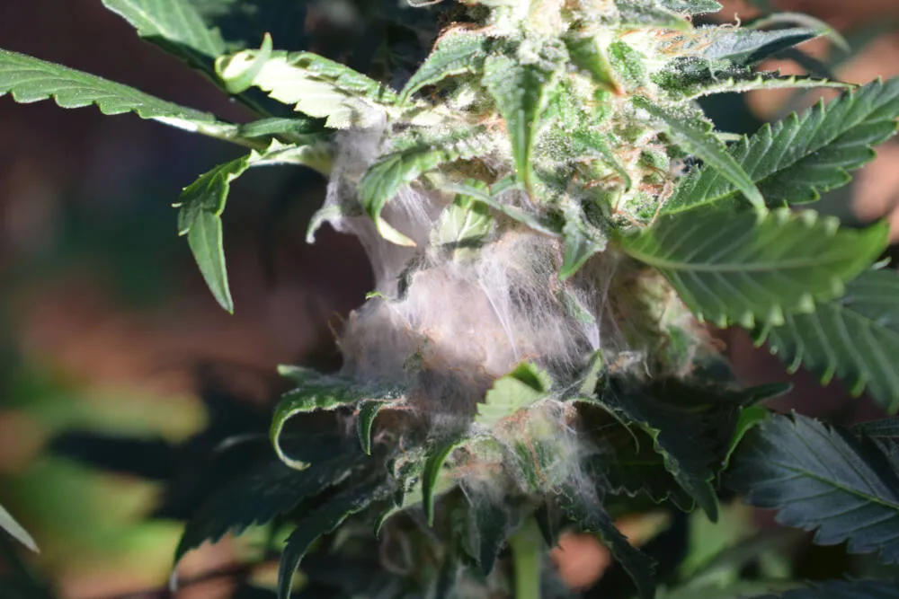 late stage of bud rot on a cannabis plant