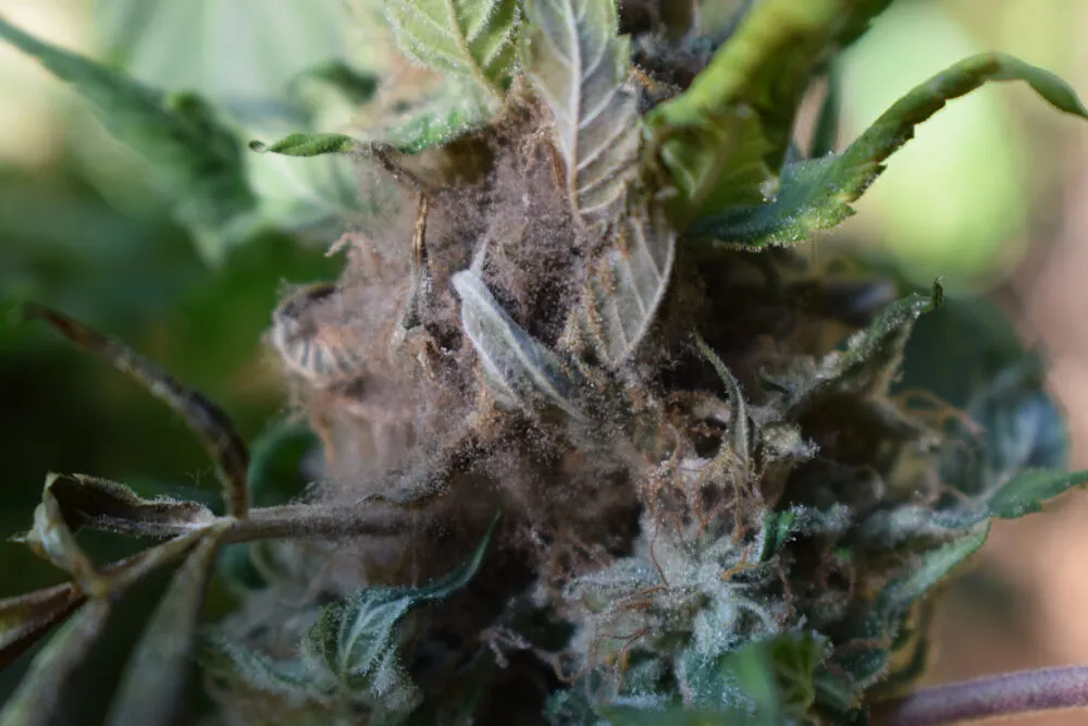 How to identify and prevent bud rot on cannabis plants