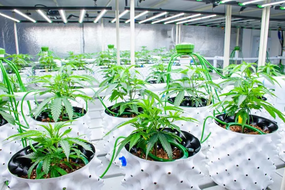 a cannabis grow room with cannabis plants growing hydroponically