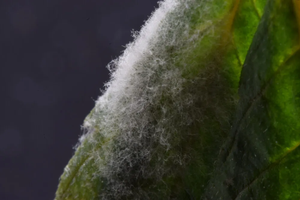 Identify and treat powdery mildew on cannabis