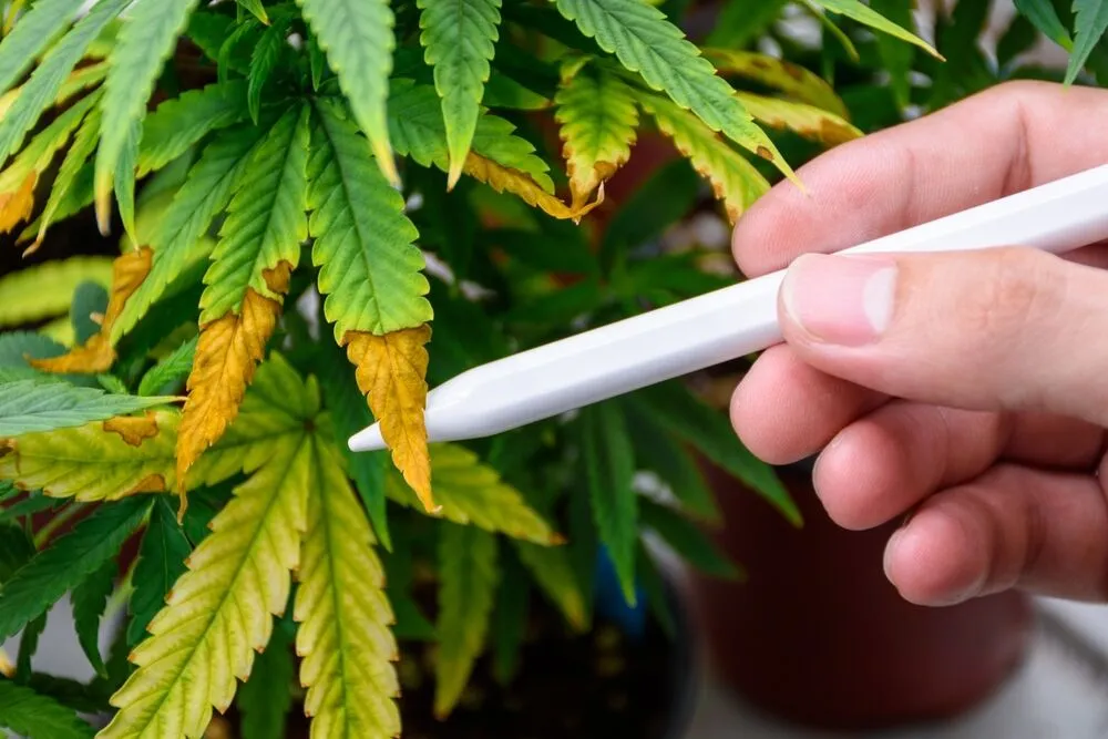 a man holding a pen pointing at a cannabis plant that has damaged leaves due to insufficient nutrients