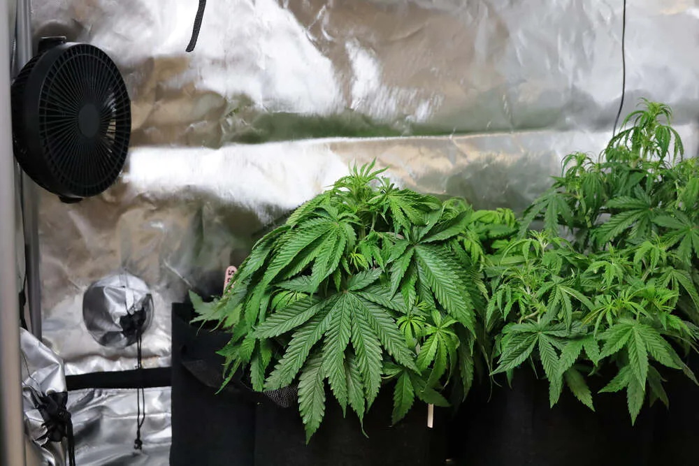 cannabis plants growing in a tent with a fan ensuring good ventilation