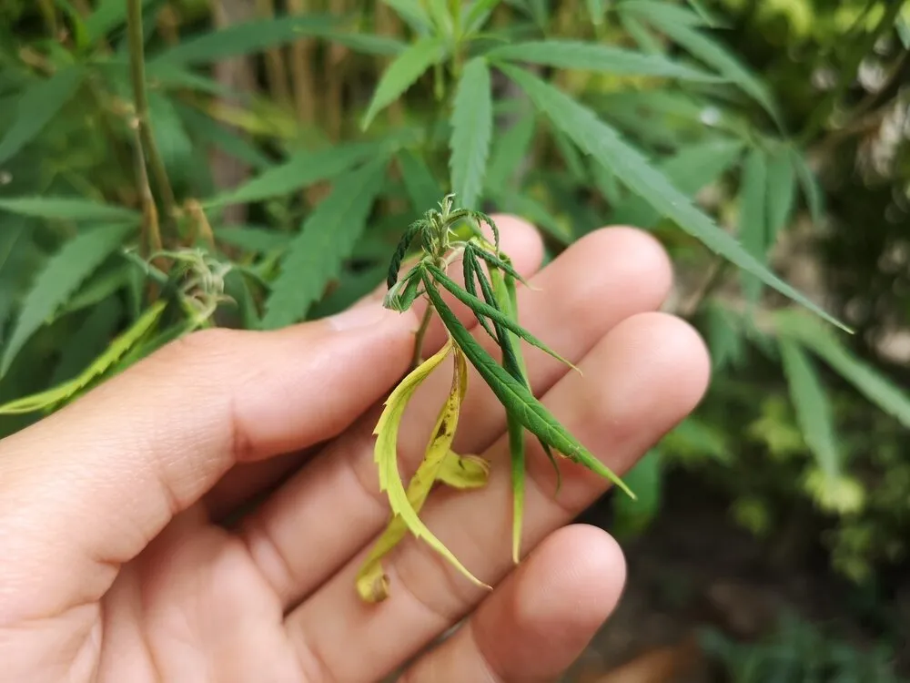 early signs of fusarium on cannabis