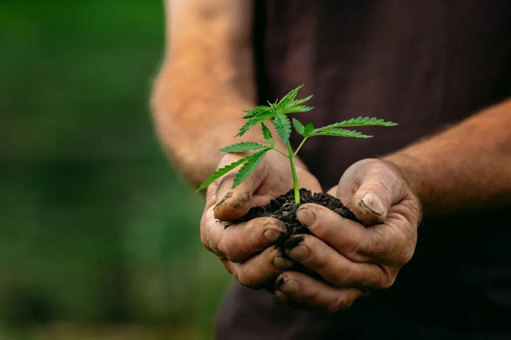 farmer holding veganic cannabis seedling