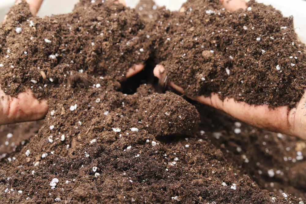 fertilizer with bits of perlite in it